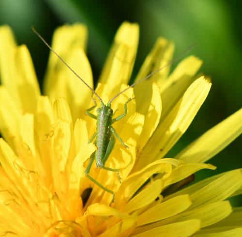 Tettigonia viridissima